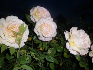 des roses